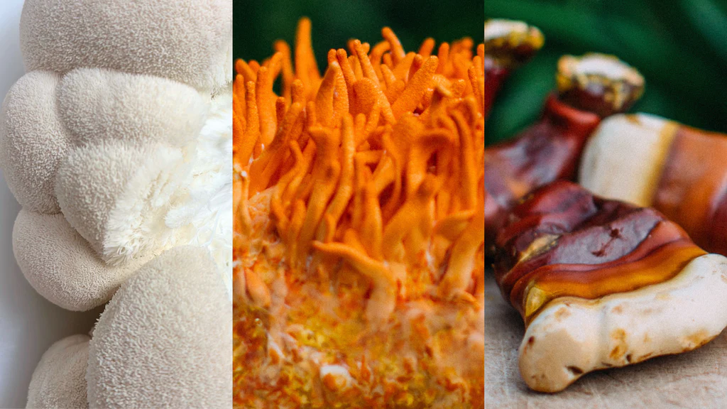 Growing Demand for Medicinal Mushrooms in the Wellness Industry