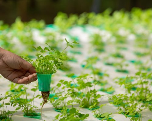 Hydroponics system, planting vegetables and herbs without using soil for health, Modern food and agricultural design concepts.