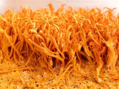 Cordyceps cultivation Cordyceps cultivation
