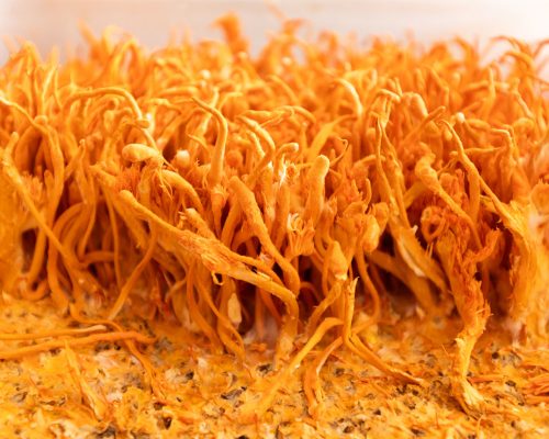 Cordyceps cultivation