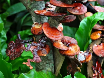 Medicinal Mushrooms Medicinal Mushrooms