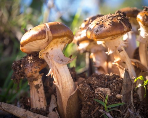 A lot of Agaricus bisporus mushrooms growing in a forest
