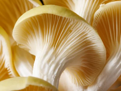 Specialty mushrooms Specialty mushrooms